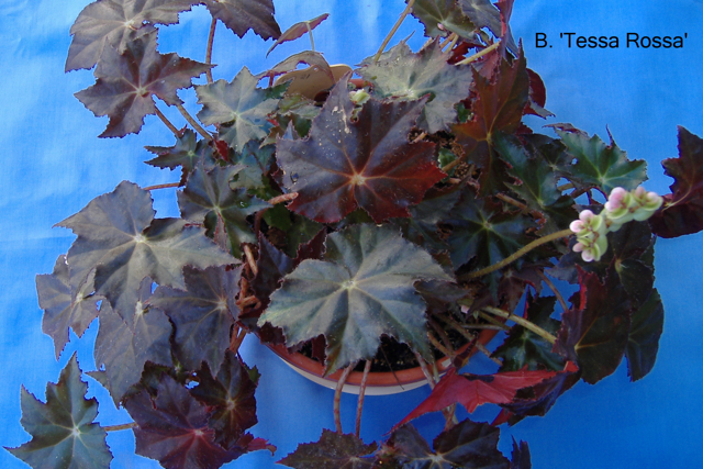 B. ‘Tessa Rossa’